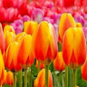 Meet your Posher, Jane